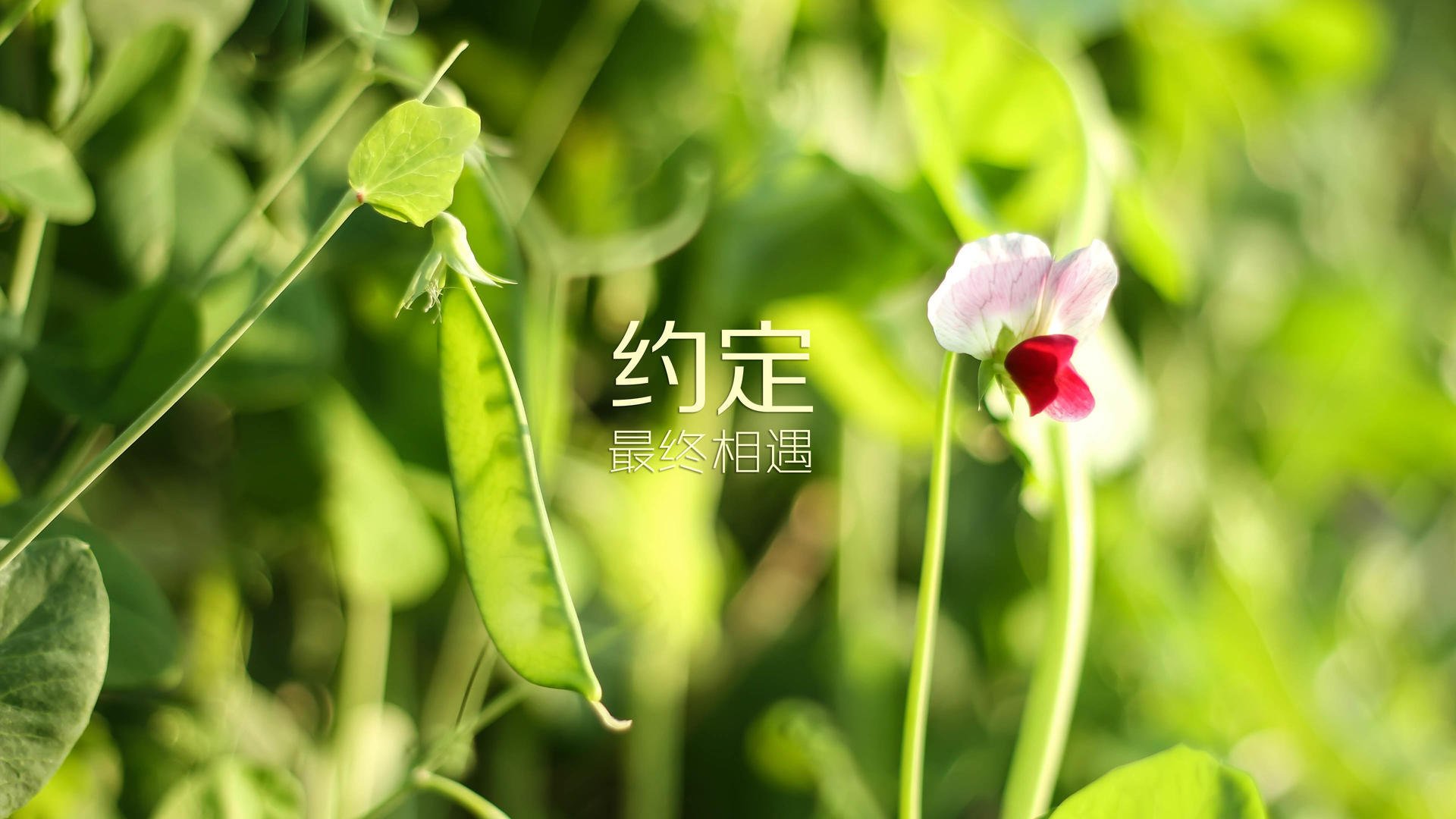 极地之光,2026世界杯G组,芬兰冰刃斩落樱花,贝林厄姆点爆北境奇迹